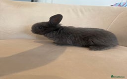 Mini Lop rabbits for sale: 6 beautiful baby mini lop bunnies 🐰  - Image 12
