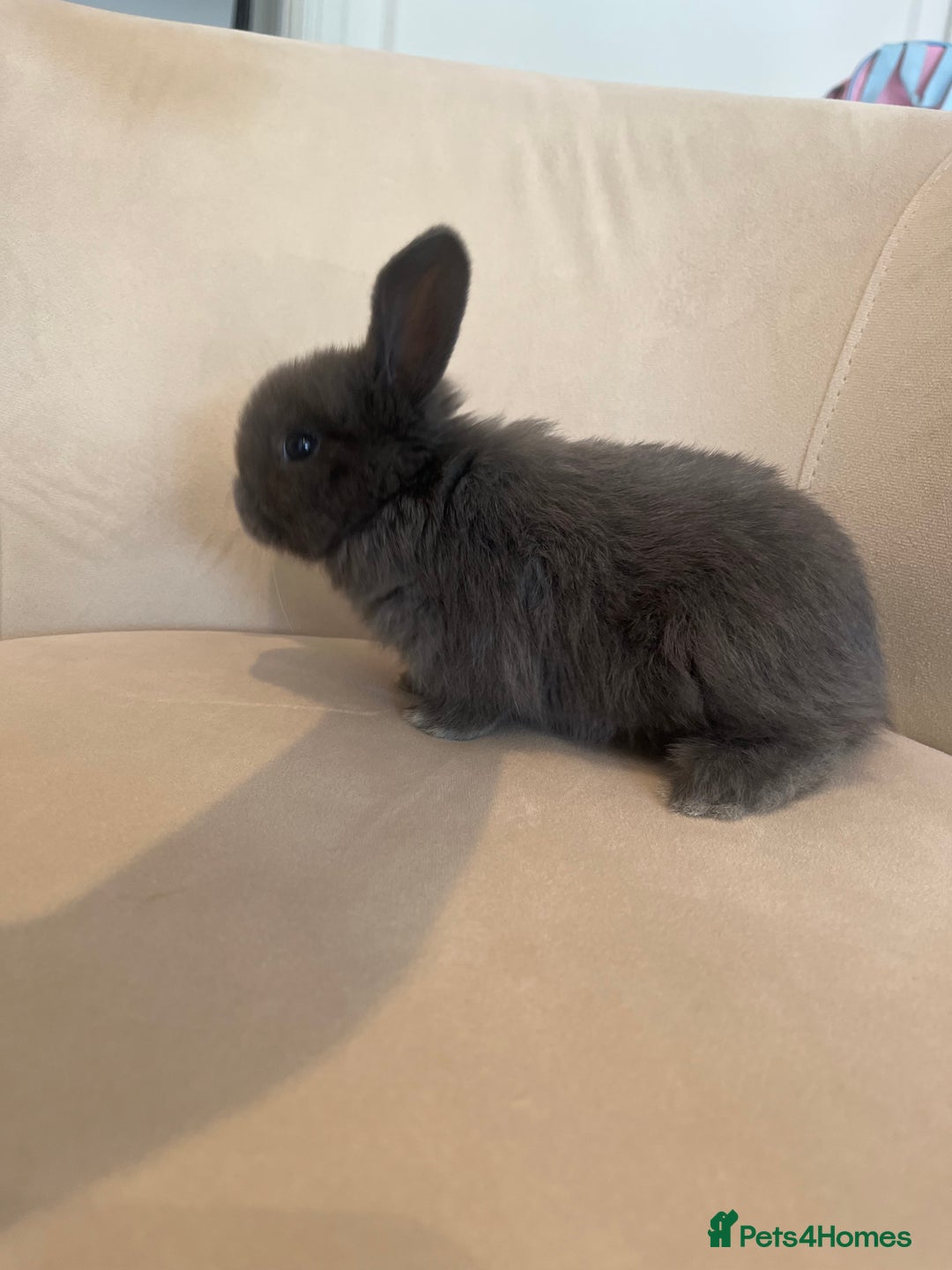 Mini Lop rabbits for sale: 6 beautiful baby mini lop bunnies 🐰  - Image 12
