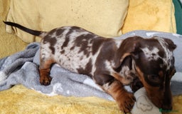 Miniature Dachshund dogs for sale: MINIATURE DACHSHUND FOR SALE  - Image 8