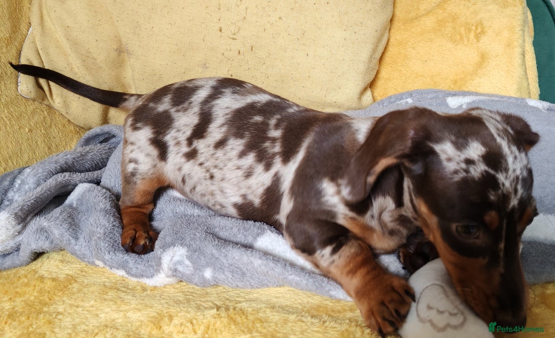 Miniature Dachshund dogs for sale: MINIATURE DACHSHUND FOR SALE  - Image 8