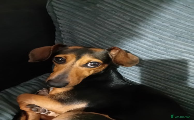 Dachshund dogs - Advert 1
