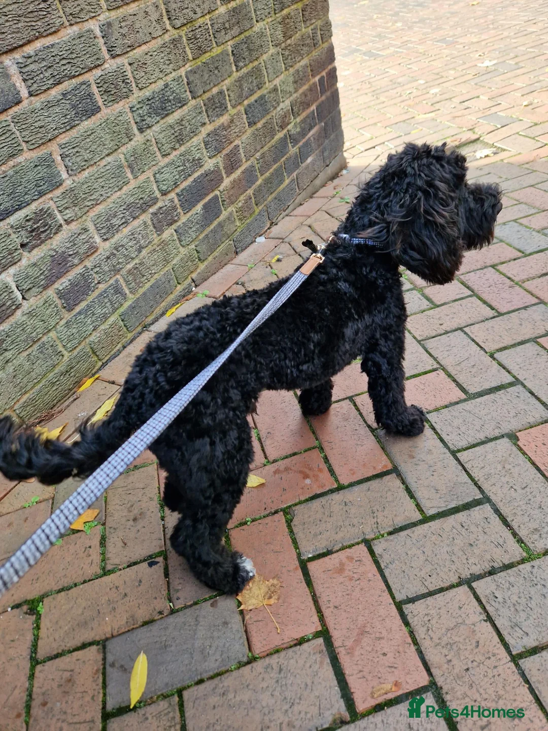 Cockapoo dogs for sale: Bailey the miniature cockapoo  - Advert 9