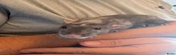 Rat rodents for sale: Female Dumbo rex rats x 4 - Advert 3