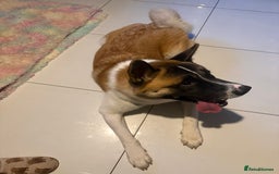 Akita dogs for sale: Akita - Image 4