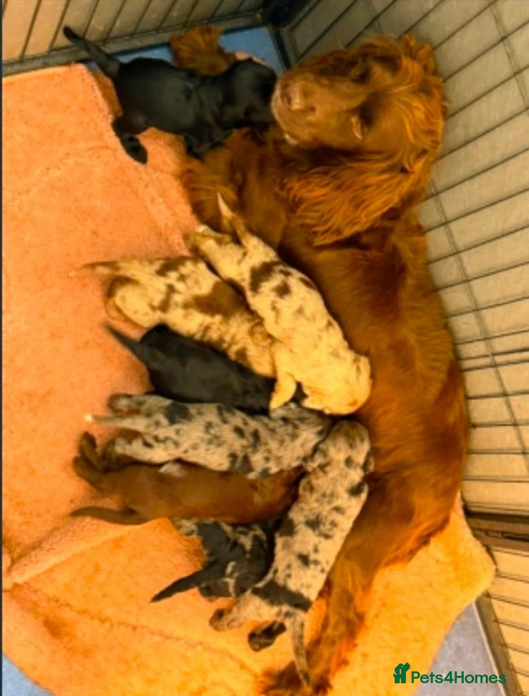 Cockapoo dogs for sale: Beautiful Cockapoo Puppies  in Manchester - Advert 2
