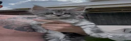 Maine Coon cats for sale: 🐾PUREBRED🐾 Registered Mainecoon Kittens - Advert 35