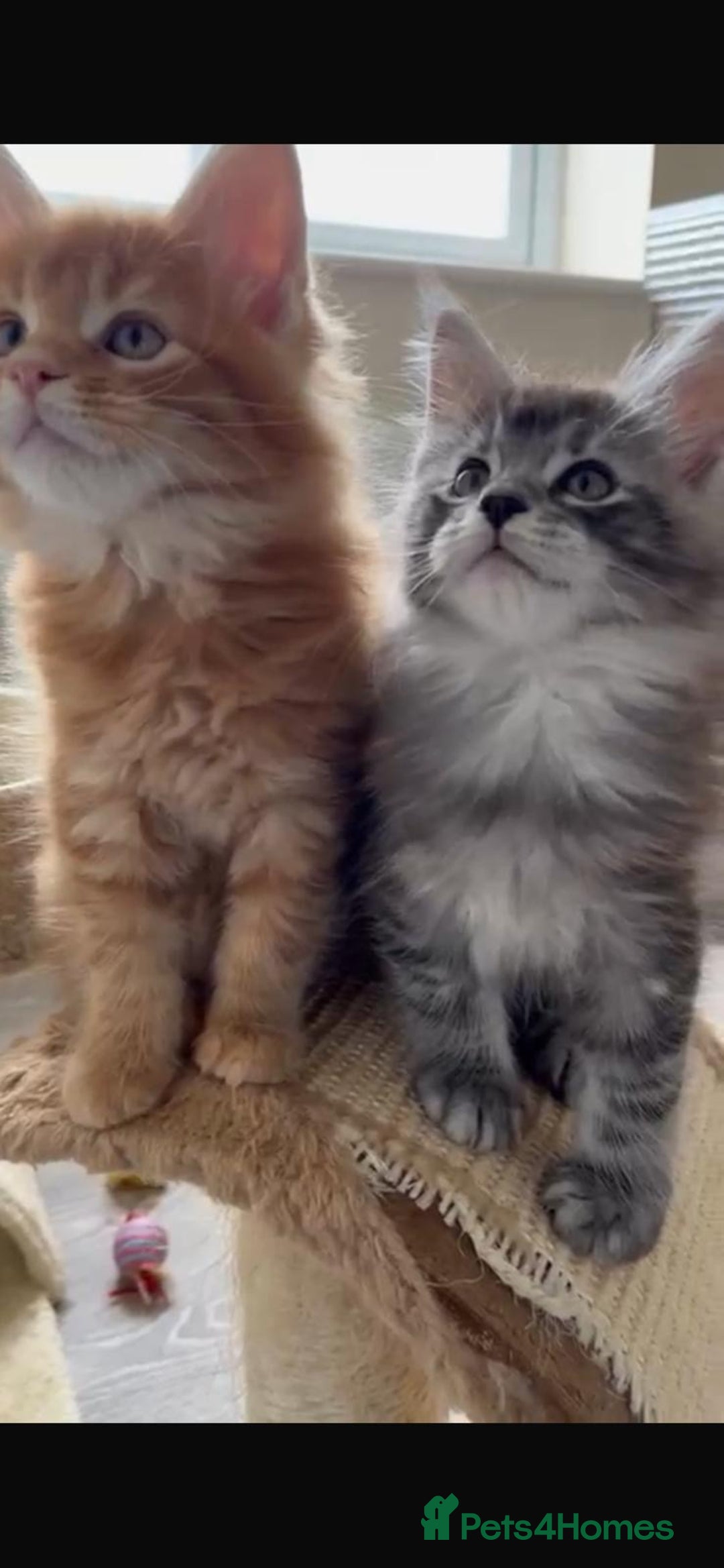 Maine Coon cats for sale: GCCF Pedigree Maine Coons  - Image 12
