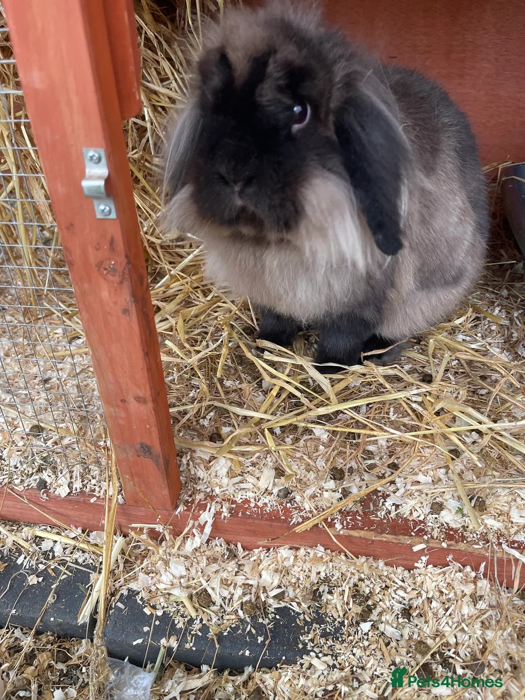 Lionhead rabbits for sale: Male and female lion lops  - Advert 2