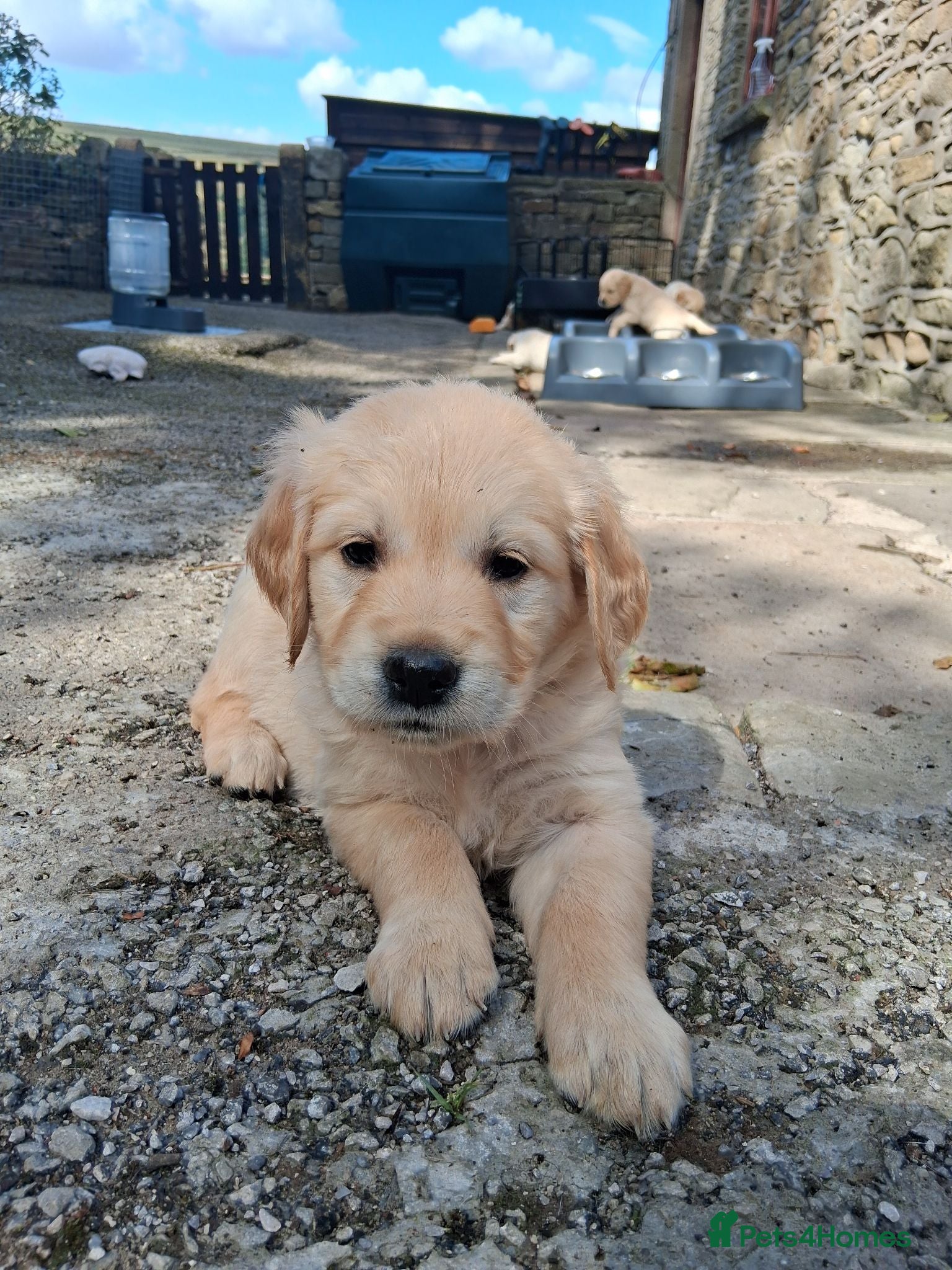 Golden Retriever dogs Female Golden Retrievers - Ready Sept 6th - Advert 7