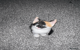 Domestic Shorthair cats for sale: Loving Home-Raised Kittens for Sale - Read Discrip - Image 6