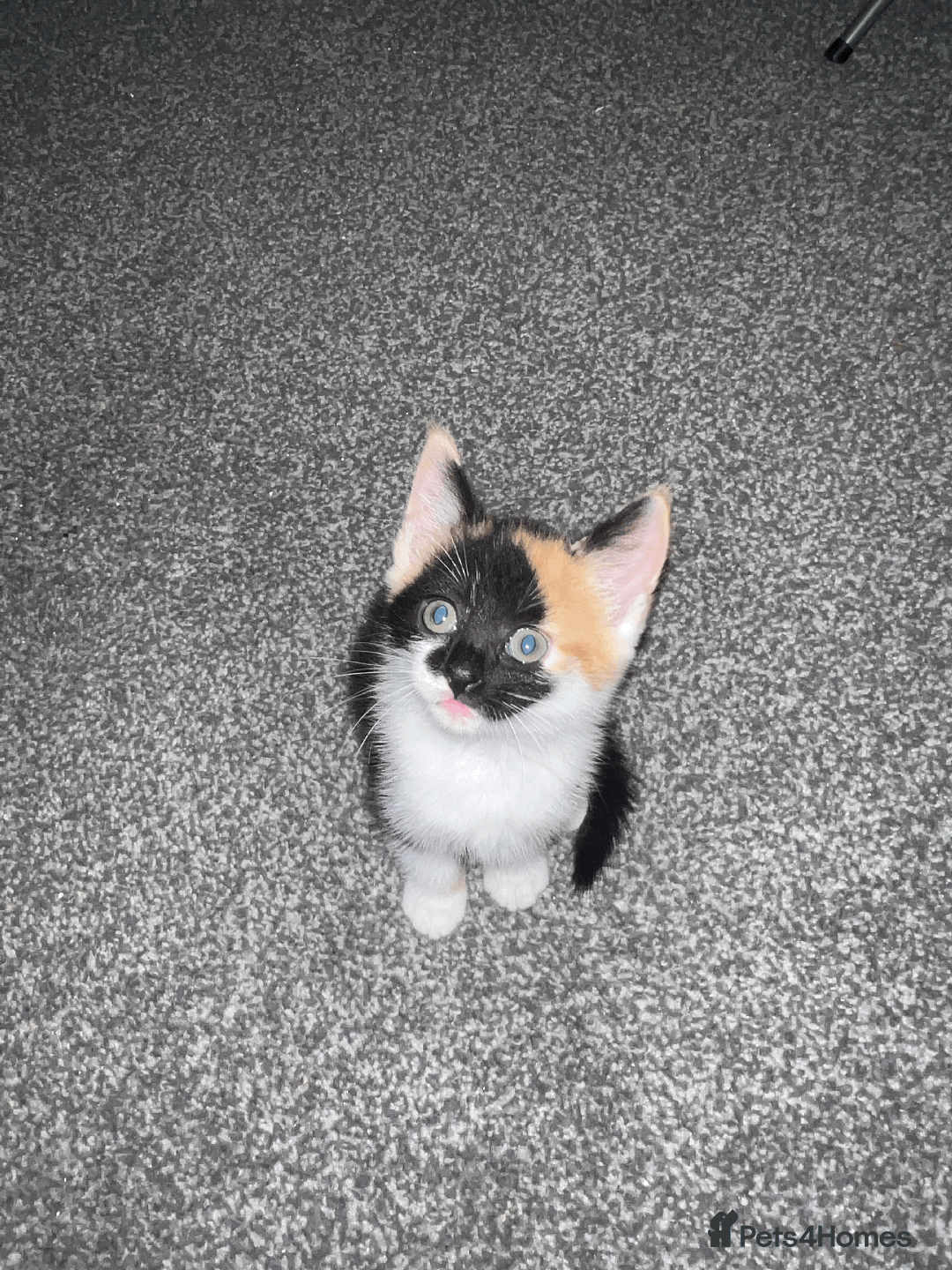 Domestic Shorthair cats for sale: Loving Home-Raised Kittens for Sale - Read Discrip - Image 6