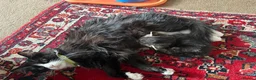 Mixed Breed cats for sale: Four kittens looking for good homes! in Edinburgh - Advert 8