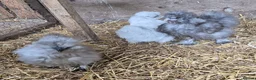 Chickens poultry for sale: Lavender Araucana's, Silkies, Coloured Egg layers - Advert 5