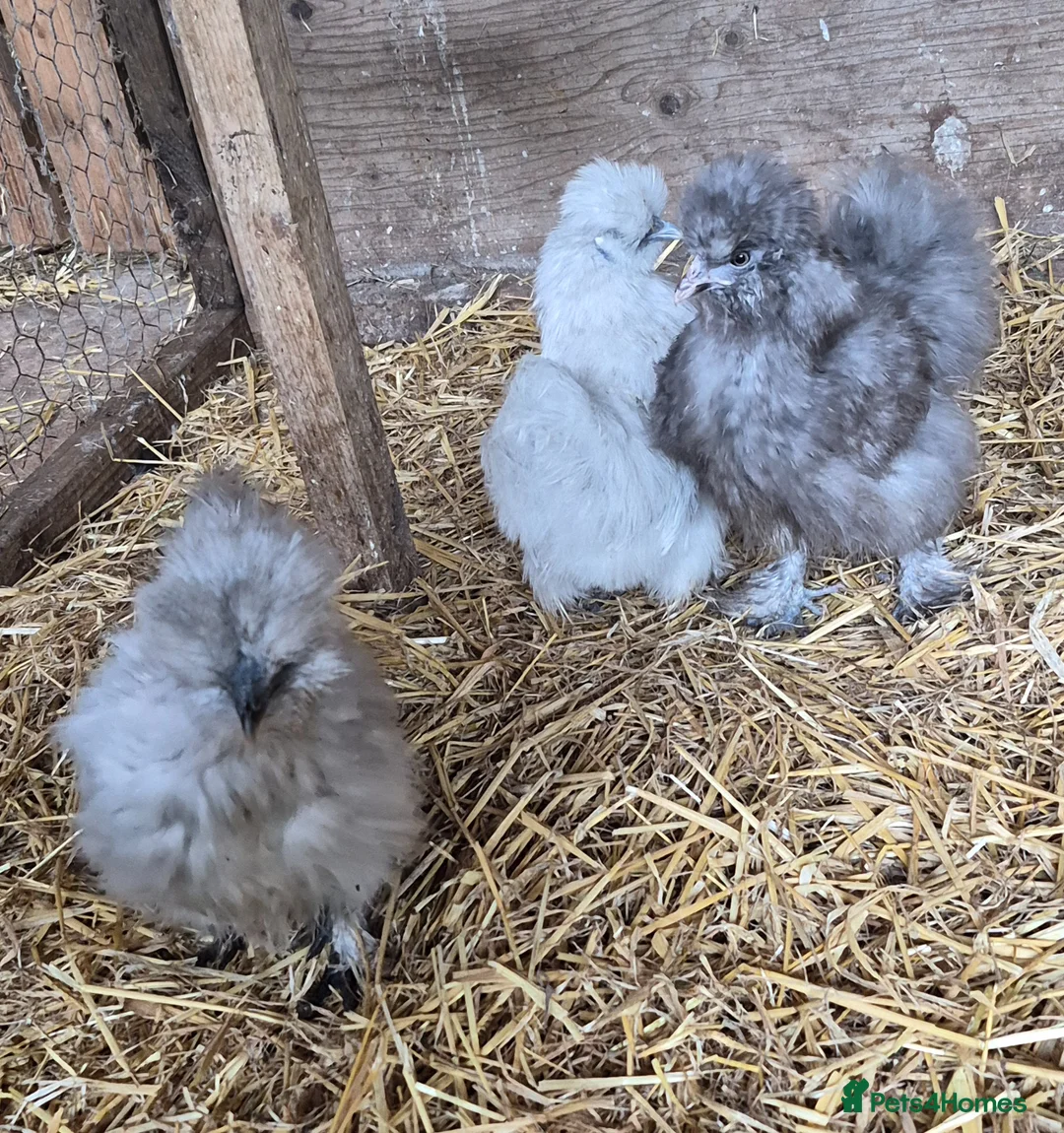 Chickens poultry for sale: Lavender Araucana's, Silkies, Coloured Egg layers - Advert 5