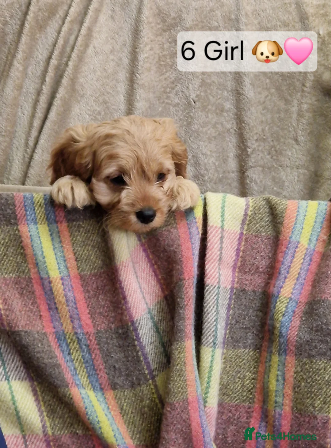 Cavapoo dogs for sale: Cavapoo Bundles of Joy 🥰 - Advert 5
