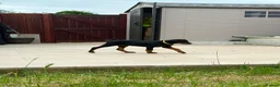 Dobermann dogs for sale: European Doberman Puppy 11 weeks old in Chichester - Advert 3