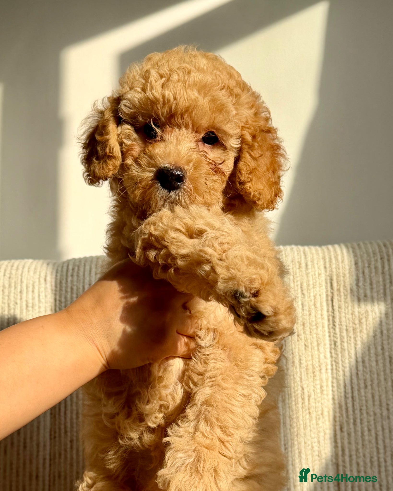Cockapoo dogs  ✨ beautiful girl available ready to leave ✨  - Advert 1