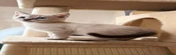 Bengal cats for sale: Tempest Bengal TICA registered kittens  - Advert 6