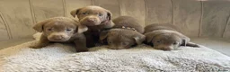 Labrador Retriever dogs for sale: Stunning silver Labradors ready now  - Advert 27