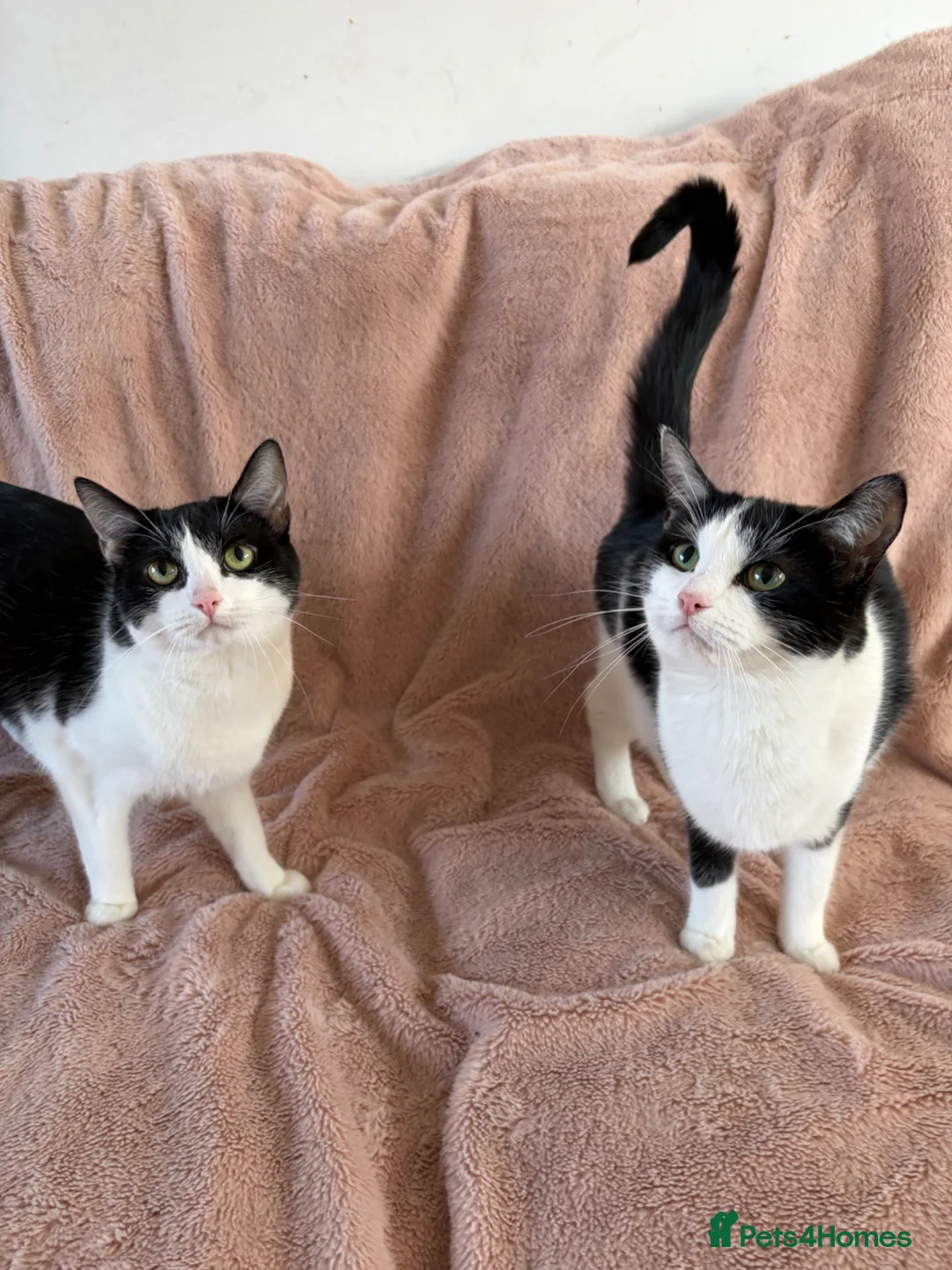 Domestic Shorthair cats for sale: Gorgeous Tuxedo Sisters – Must Go Together - Advert 2