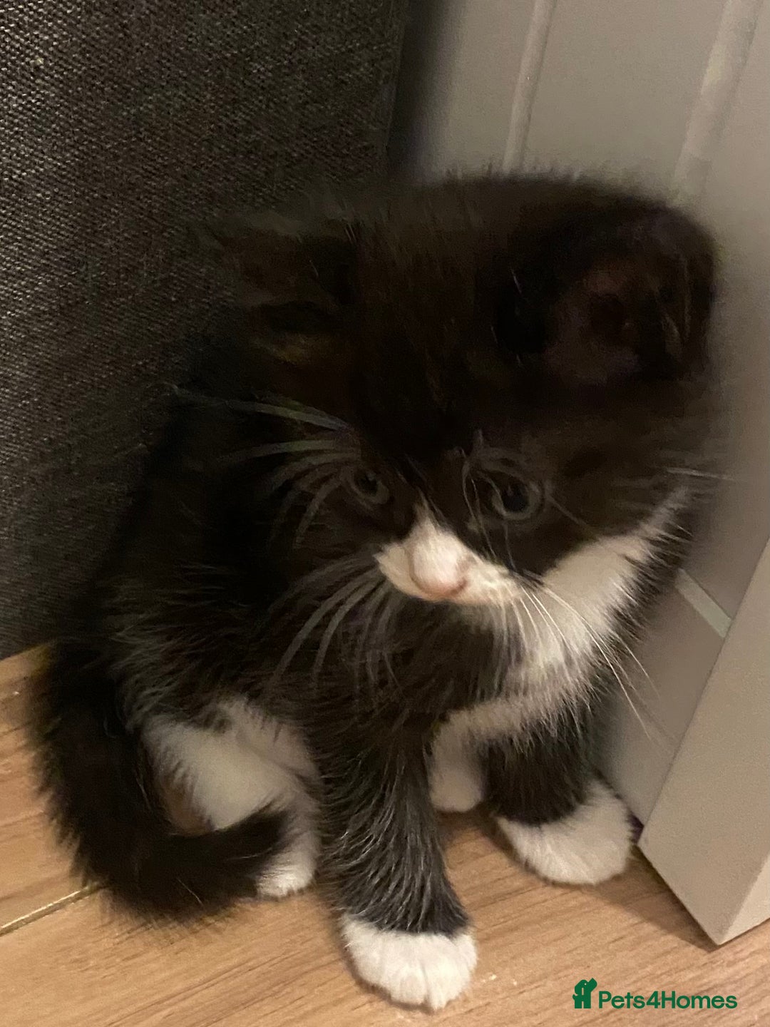 Ragdoll cats for sale: Ragdoll Cross Kittens - Advert 11