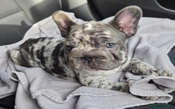 French Bulldog dogs for sale: 💝 DWKC registered champion bloodlines💖 - Image 9