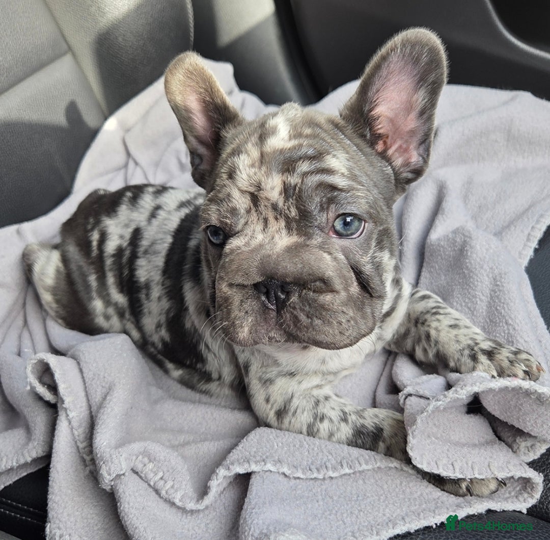 French Bulldog dogs for sale: 💝 DWKC registered champion bloodlines💖 - Image 9