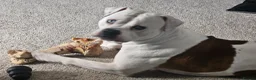 American Bulldog dogs for sale: Male american bulldog - Advert 3