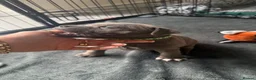 Staffordshire Bull Terrier dogs for sale: KC REG STAFFORDSHIRE BULLTERRIER in Walsall - Advert 2