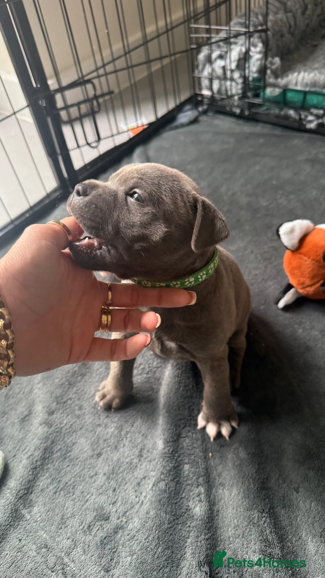 Staffordshire Bull Terrier dogs for sale: KC REG STAFFORDSHIRE BULLTERRIER in Walsall - Advert 2