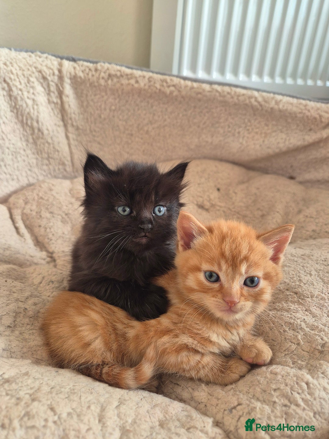 Mixed Breed cats for sale: 😺 VERY FRIENDLY KITTENS 😺 - Advert 27
