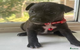 Mixed Breed dogs for sale: Staffy x Belgian Malinos  - Image 13