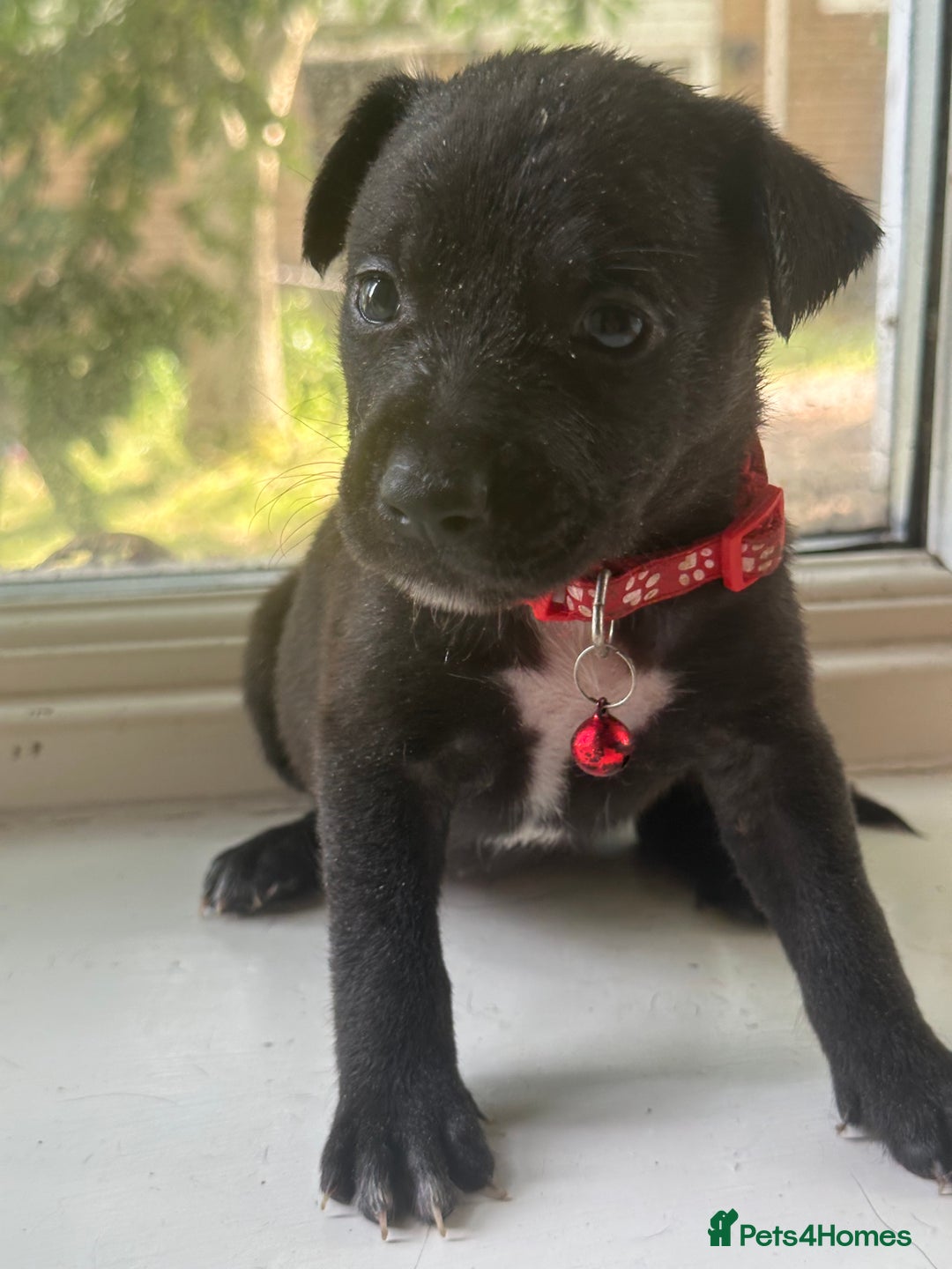 Mixed Breed dogs for sale: Staffy x Belgian Malinos  - Image 13