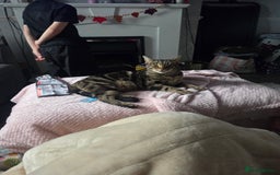 Domestic Shorthair cats for sale: Gorgeous black and tabby kittens - Advert 2