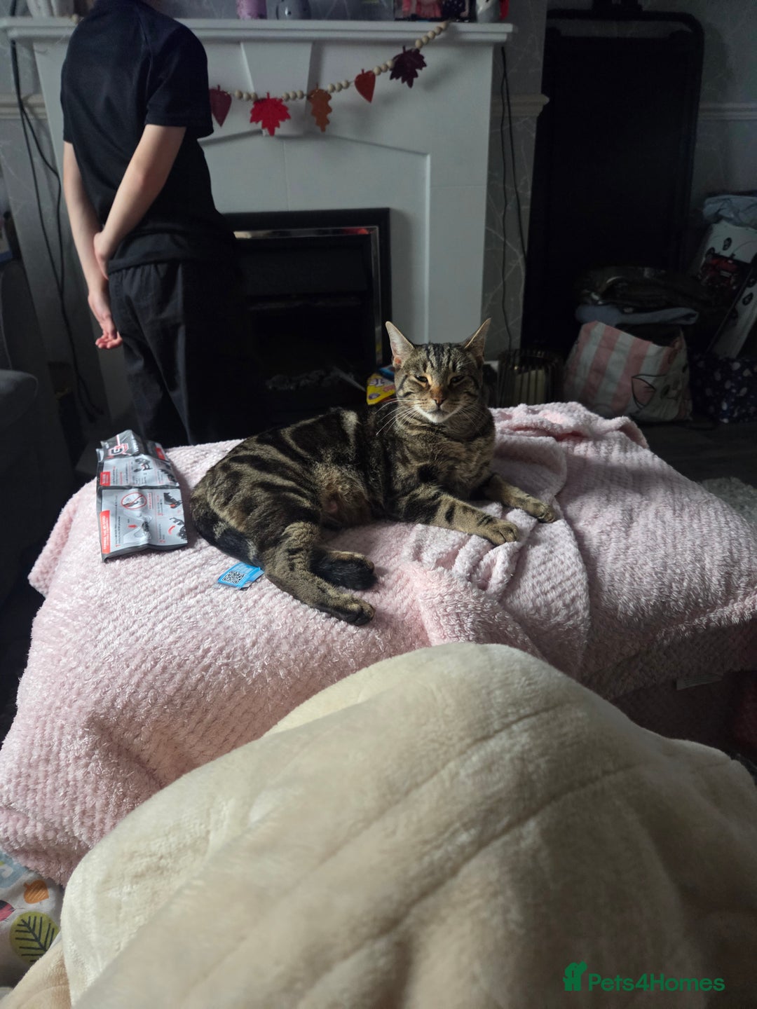 Domestic Shorthair cats for sale: Gorgeous black and tabby kittens - Advert 2