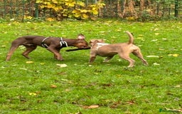 Staffordshire Bull Terrier dogs for sale: With a heavy heart having to rehome beautiful Nova - Image 4