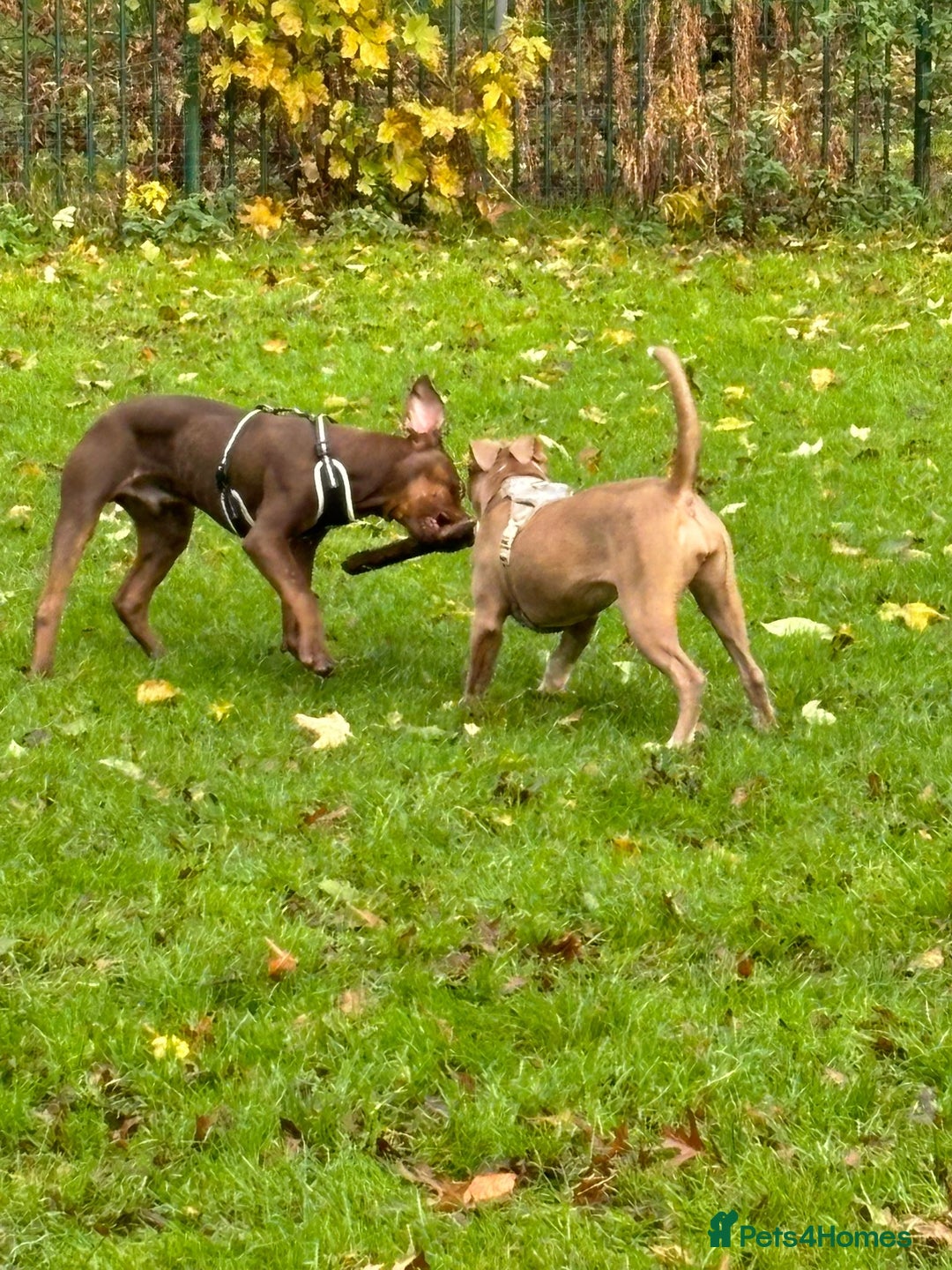 Staffordshire Bull Terrier dogs for sale: With a heavy heart having to rehome beautiful Nova - Image 4