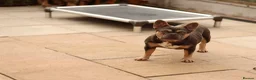 French Bulldog dogs for sale: French bulldog - Advert 1
