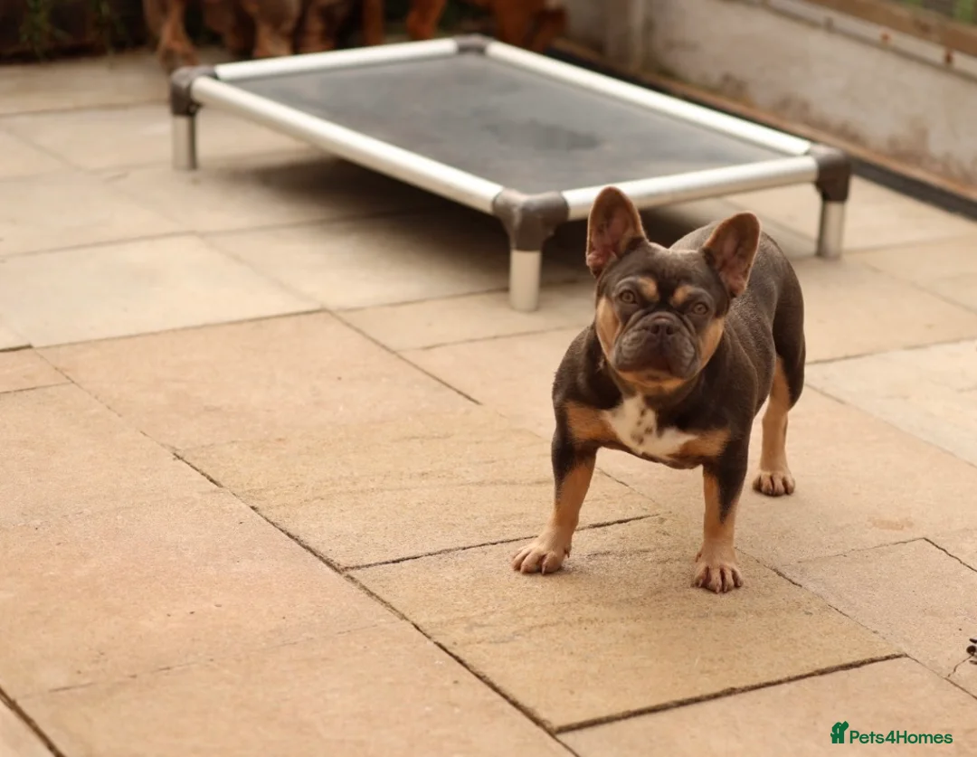 French Bulldog dogs for sale: French bulldog - Advert 1