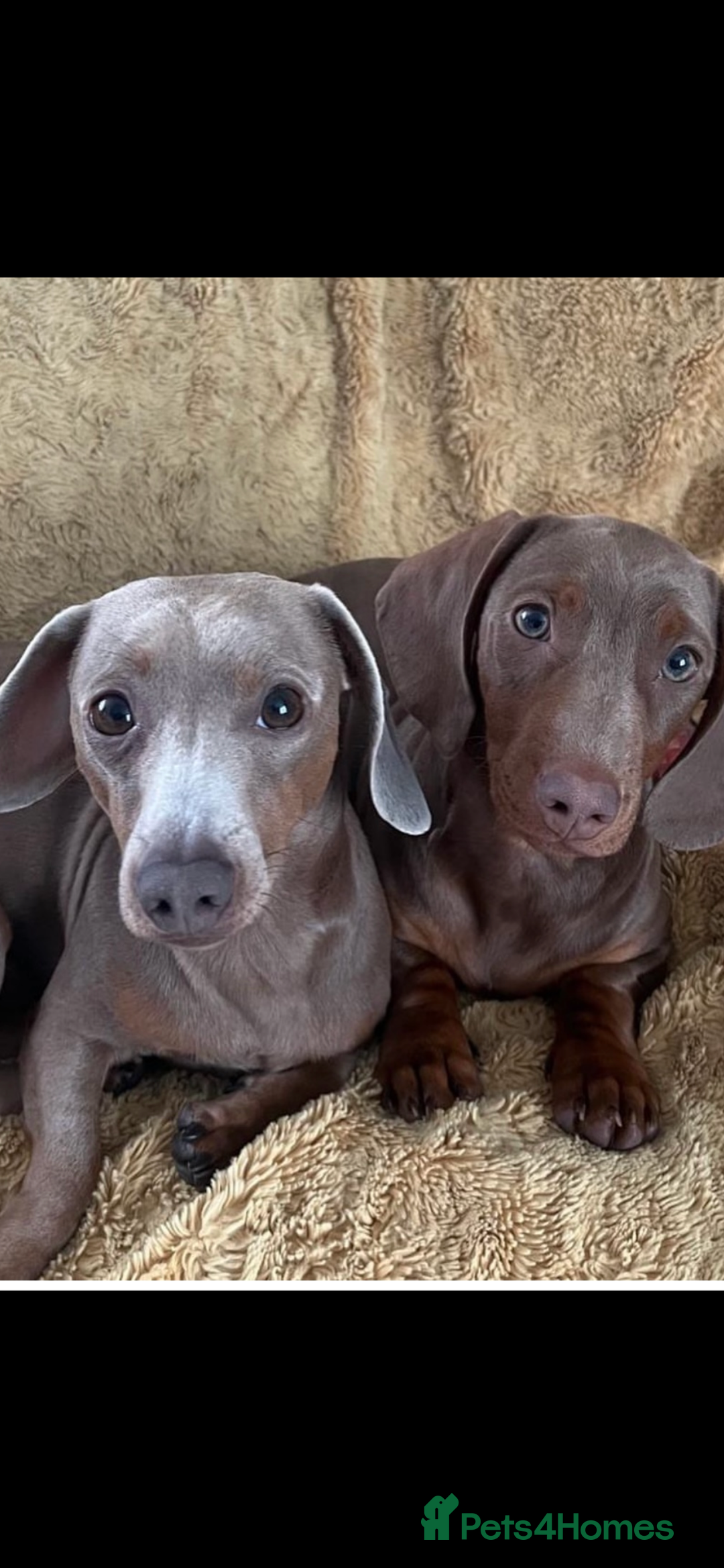Miniature Dachshund dogs for stud: Ready for Stud  - Image 9
