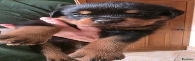 Rottweiler 8