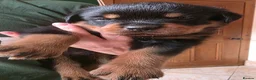 Rottweiler dogs for sale: Health tested Rottweiler puppy’s for sale  - Advert 24