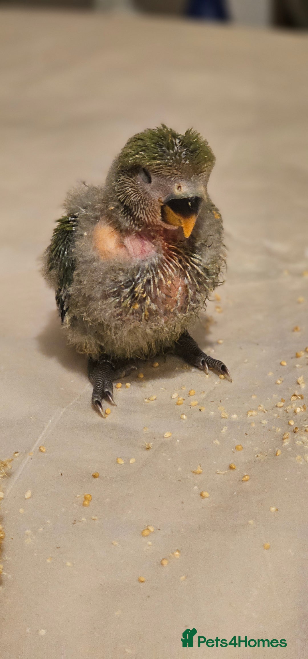 Lovebirds birds for sale: 3 Baby lovebirds - Advert 3