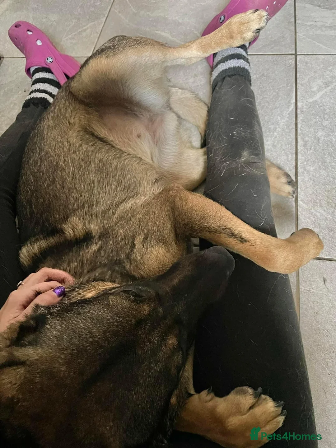 Mixed Breed dogs for adoption: Luna was stood up.... in Kidderminster - Advert 5