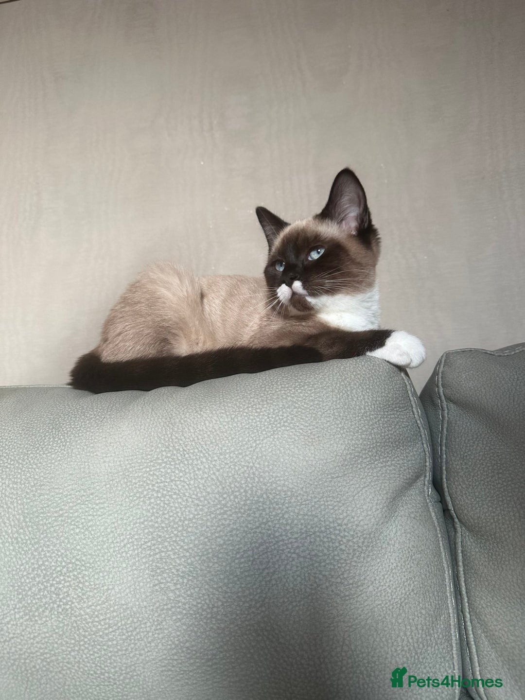 Siamese cats for sale: Siamese cat - Advert 2