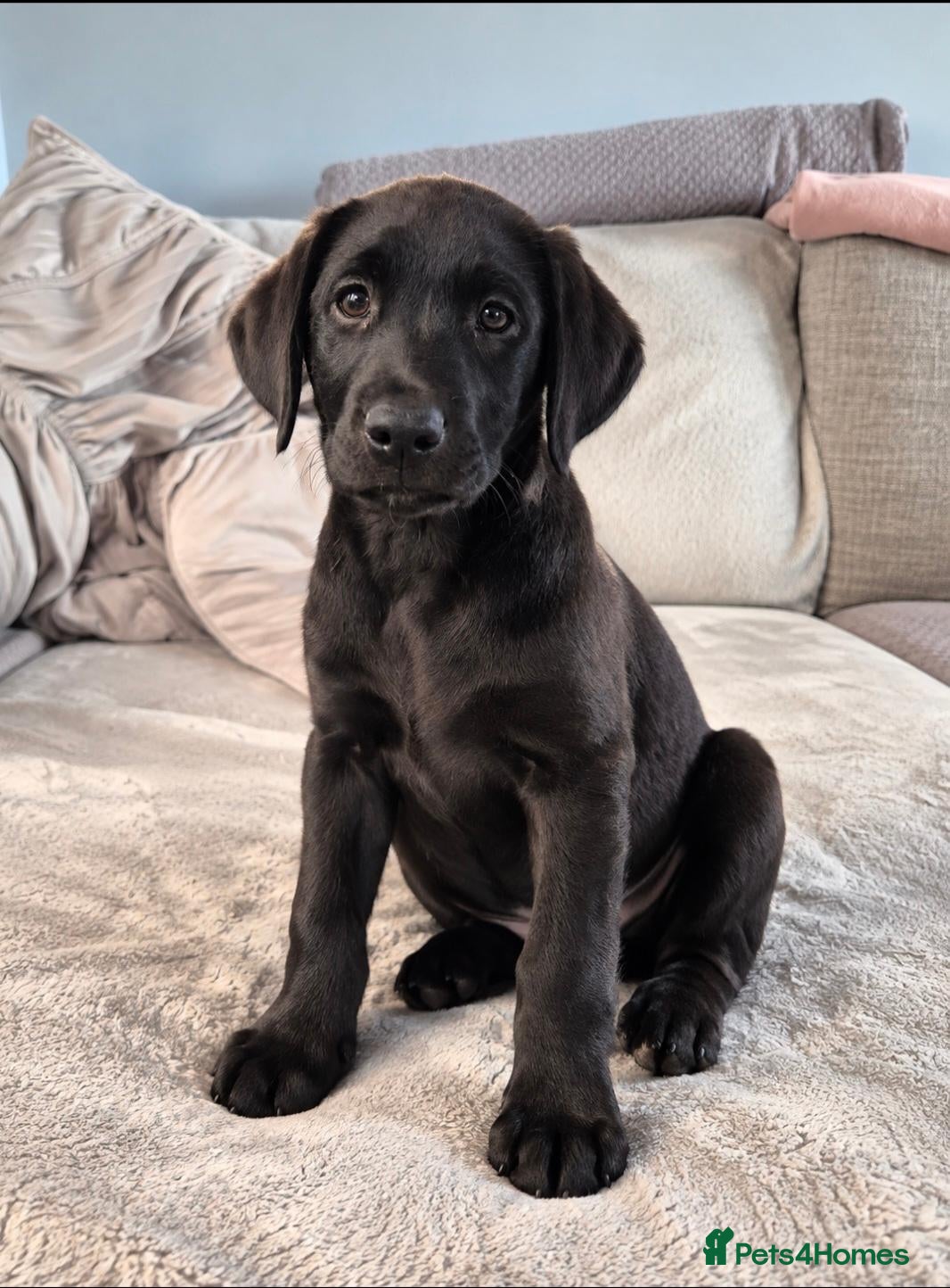 Labrador Retriever dogs Last 2 KC Registered Black Labradors – Ready Now - Advert 2