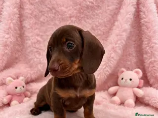 Miniature Dachshund dogs rainbow 🌈 litter of miniature dachshunds - Advert 2