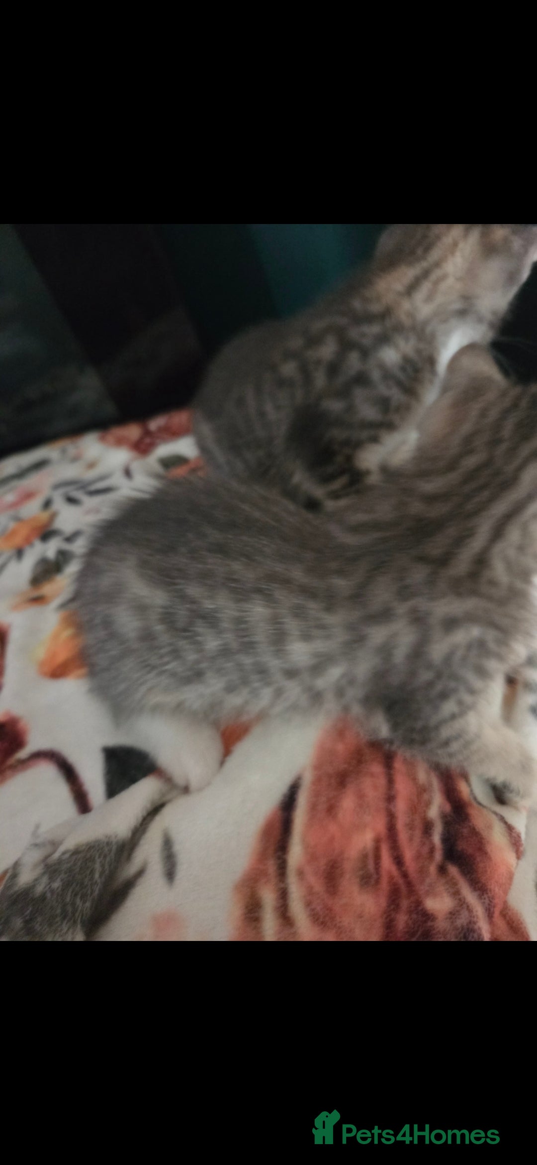 Mixed Breed cats for sale: Kittens ready now  - Image 10