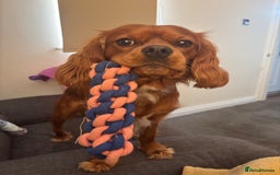 Cavalier King Charles Spaniel dogs for sale: 13 month Male cavalier King Charles spaniel - Image 2