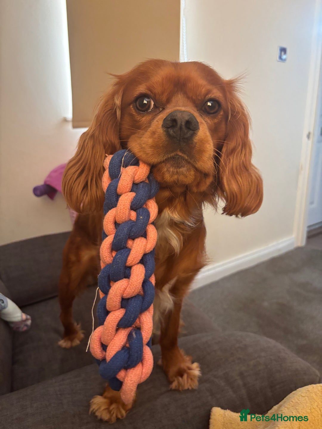Cavalier King Charles Spaniel dogs for sale: 13 month Male cavalier King Charles spaniel - Image 2